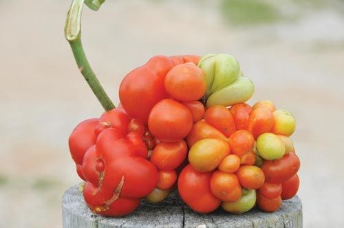 Giống[-]cà[-]chua[-]vón[-]cục[-]Voyage